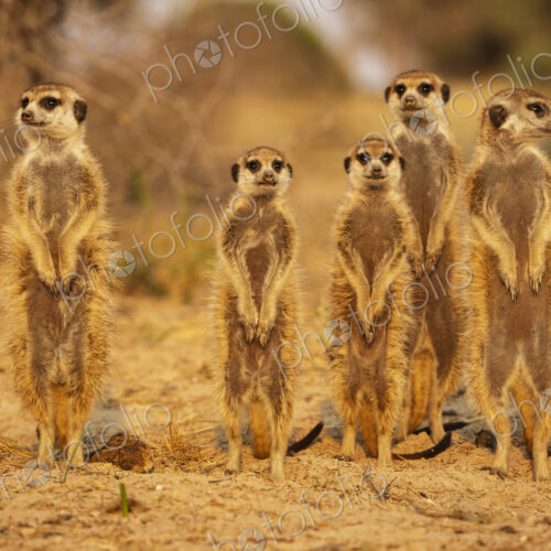 Meerkats, Suricata suricatta, at the den at sunrise, Vanzylsrus. Meerkats, Suricata suricatta, at the den at sunrise, Vanzylsrus.