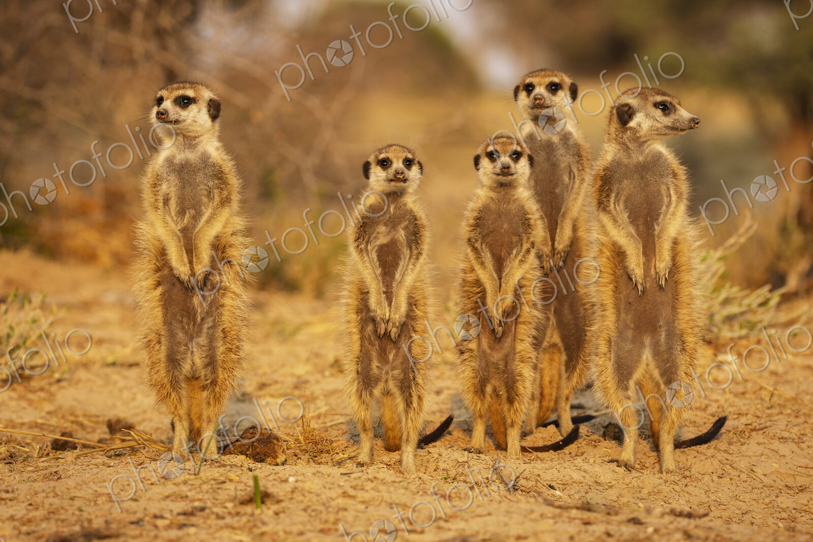 Meerkats, Suricata suricatta, at the den at sunrise, Vanzylsrus.