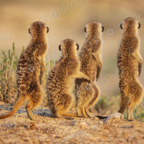 Meerkats, Suricata suricatta, at the den at sunrise, in a row, rear view and upright… Meerkats, Suricata suricatta, at the den at sunrise, in a row, rear view and upright…