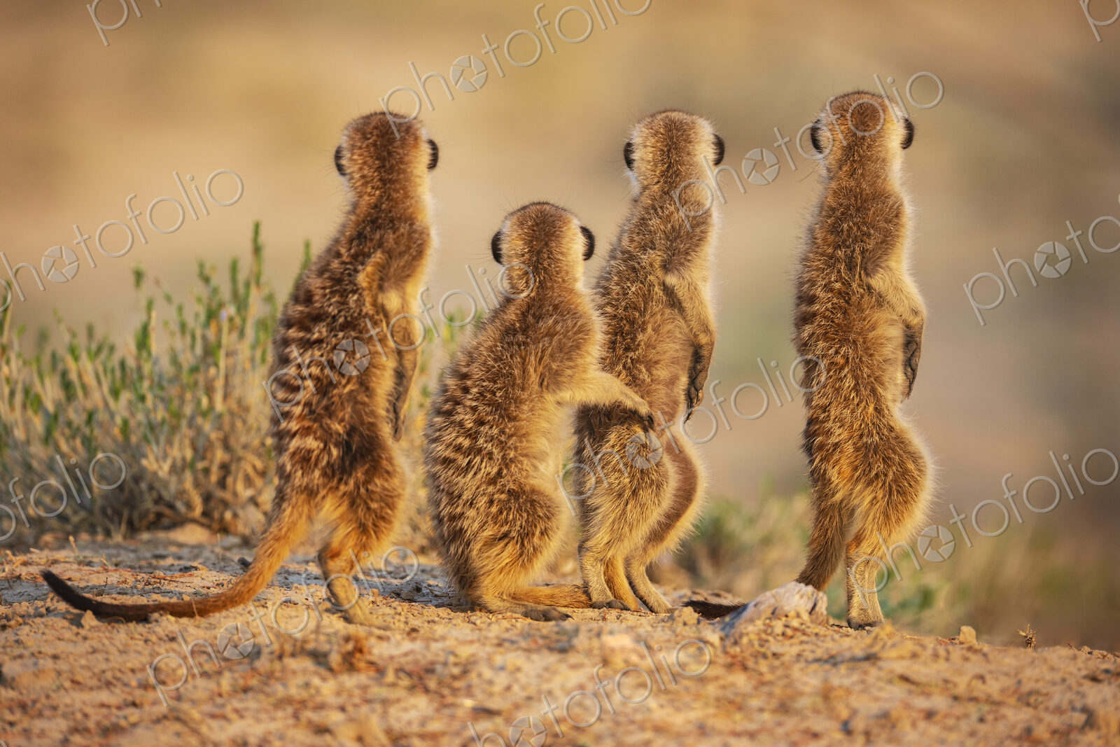 Meerkats, Suricata suricatta, at the den at sunrise, in a row, rear view and upright…