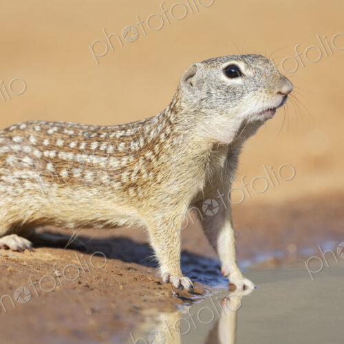 Mexican Ground Squirrel Drinking at a Waterhole Mexican Ground Squirrel Drinking at a Waterhole