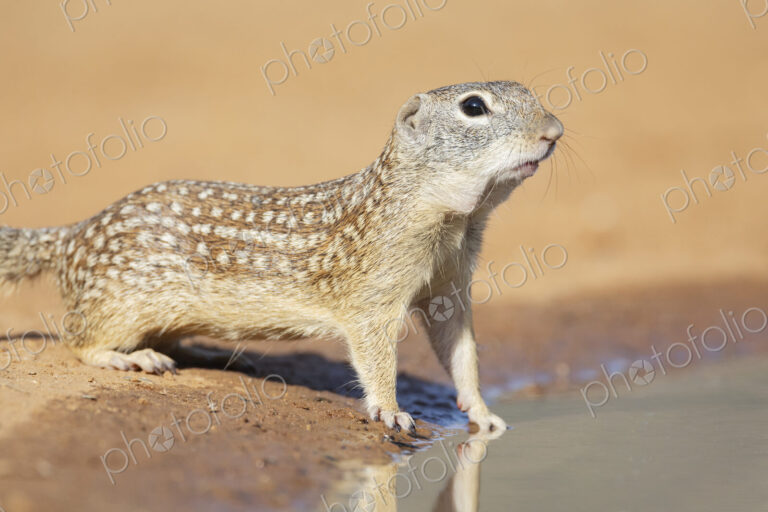 Mexican Ground Squirrel Drinking at a Waterhole