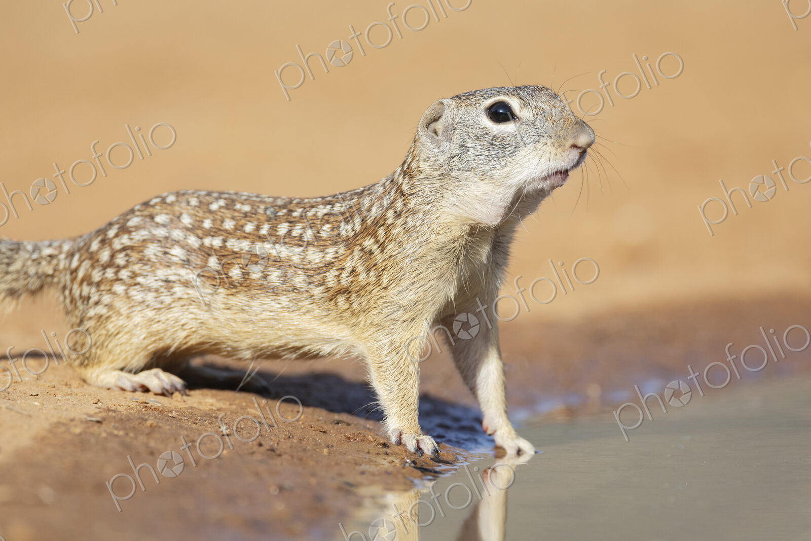Mexican Ground Squirrel Drinking at a Waterhole