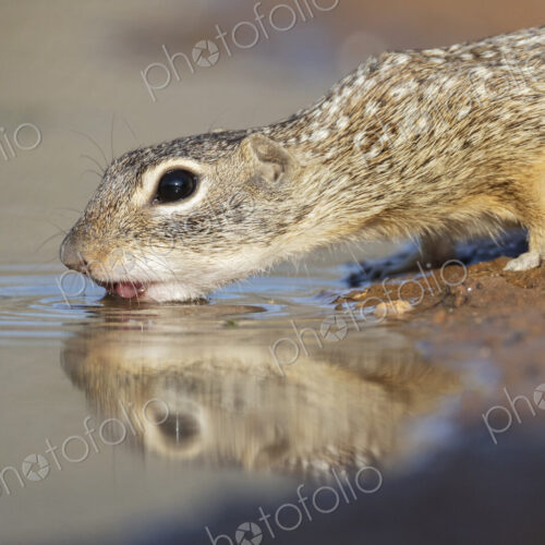 Mexican Ground Squirrel Drinking at a Waterhole