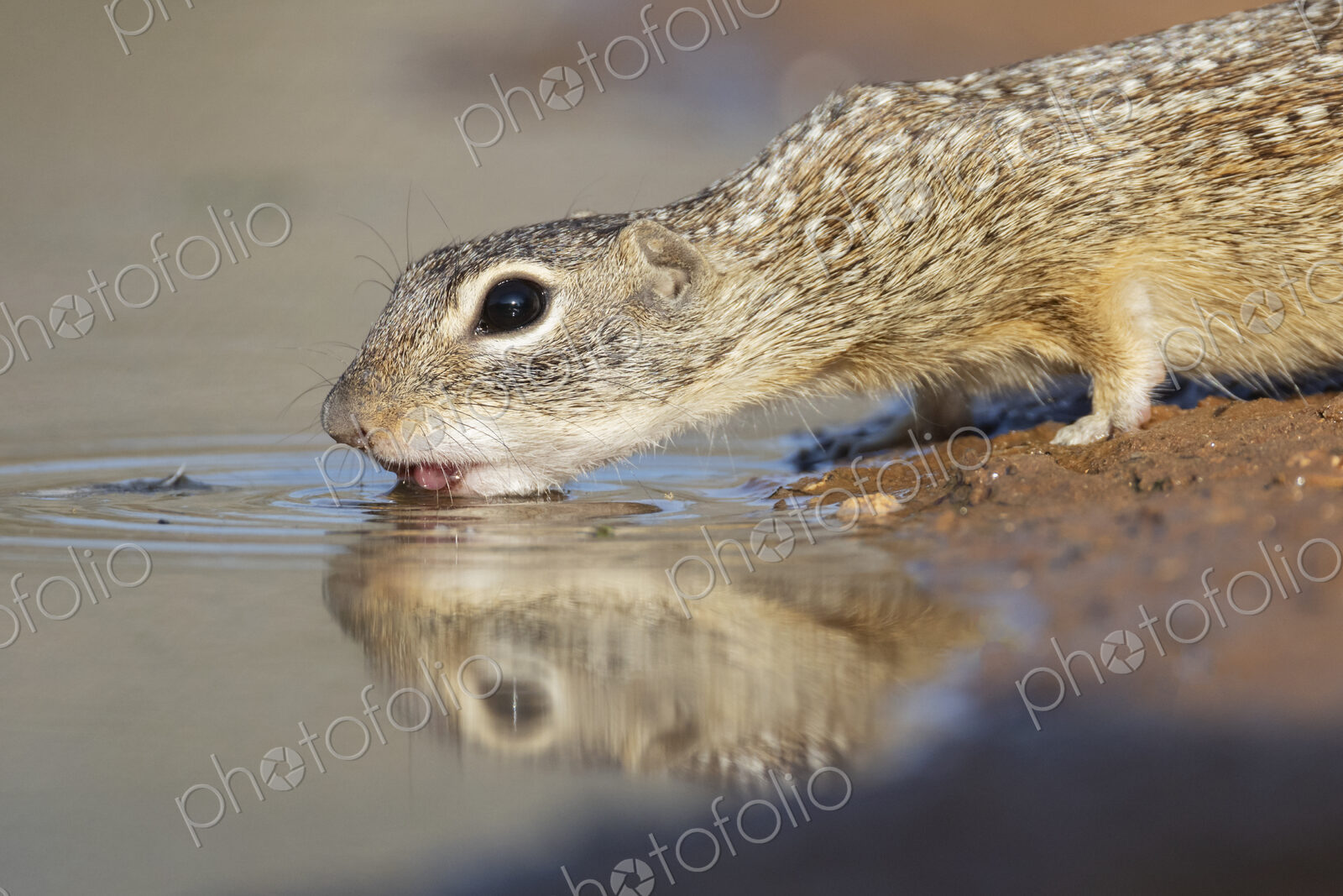 Mexican Ground Squirrel Drinking at a Waterhole