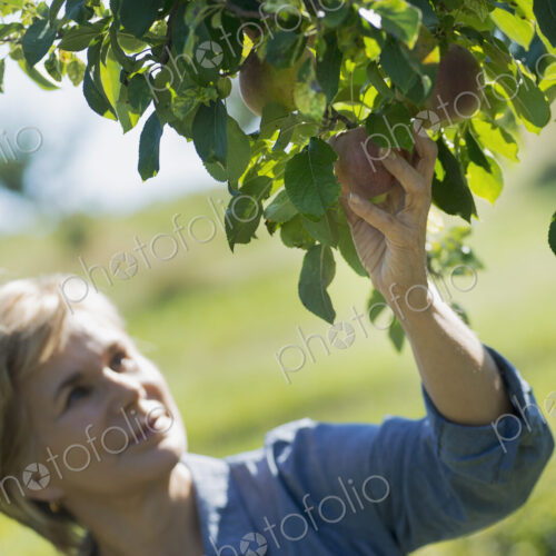 Middle-aged Woman Picking from Organic Macintosh Apple Tree
