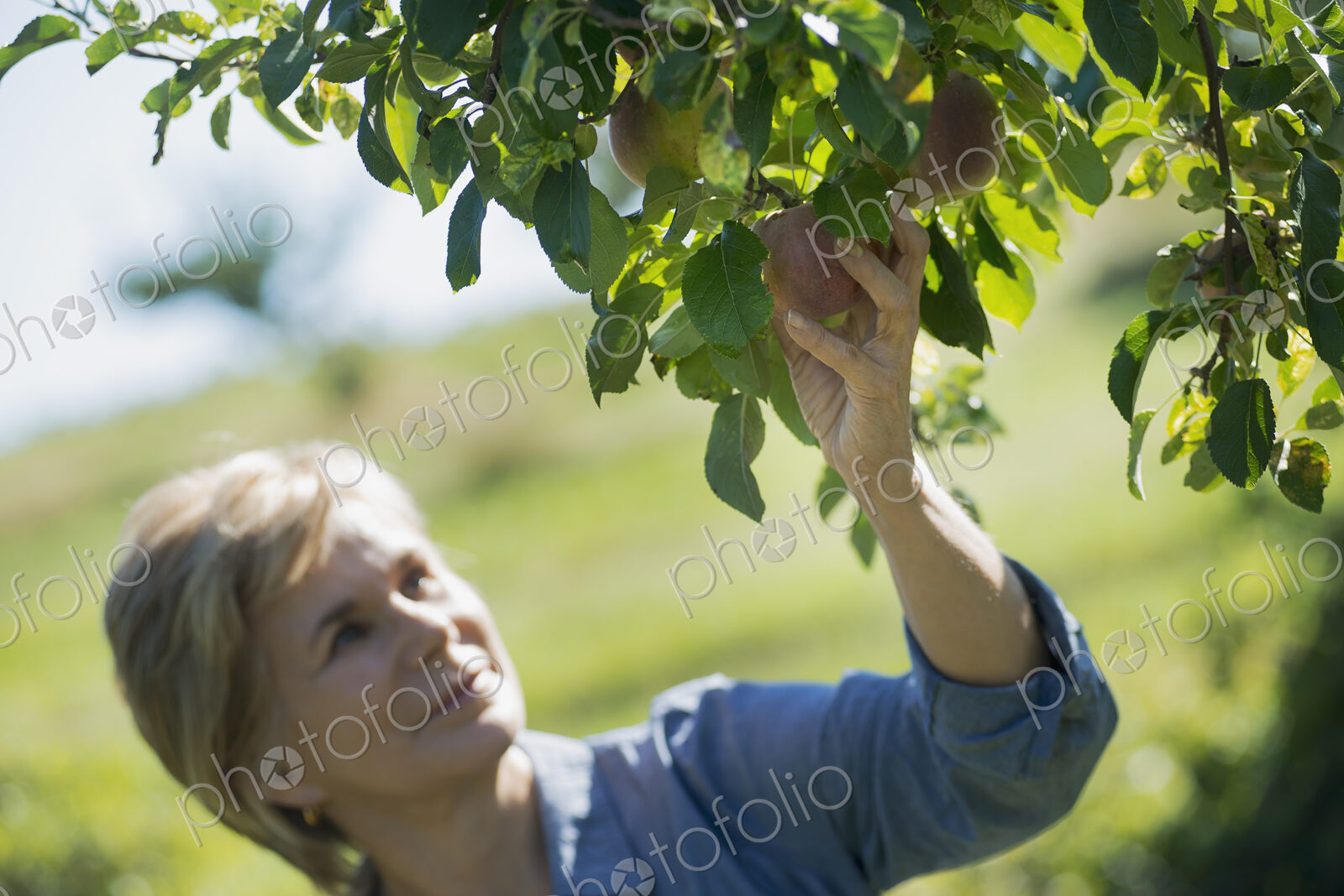 Middle-aged Woman Picking from Organic Macintosh Apple Tree