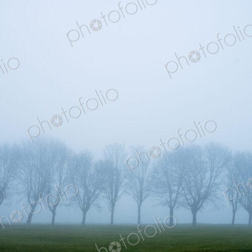 Misty landscape with grass and group of trees. Misty landscape with grass and group of trees.