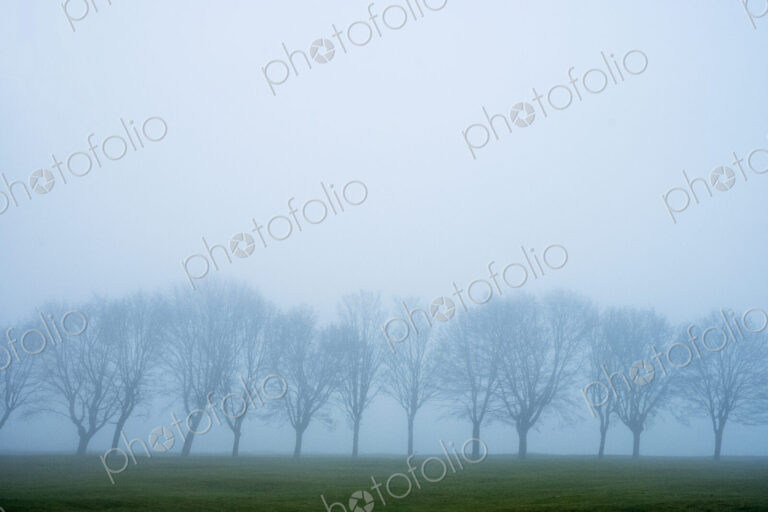 Misty landscape with grass and group of trees.