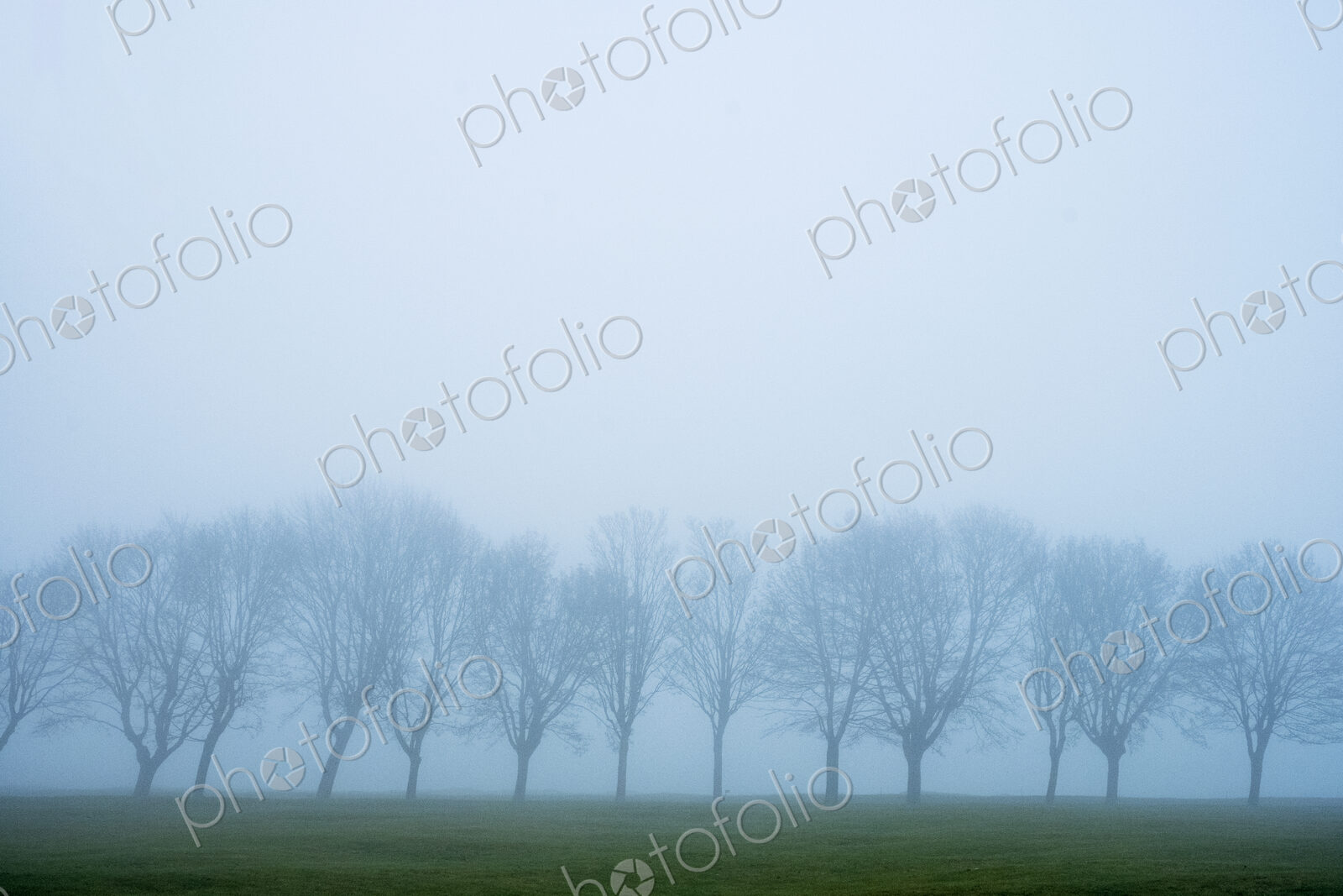 Misty landscape with grass and group of trees.