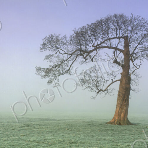 Misty landscape with single tree.