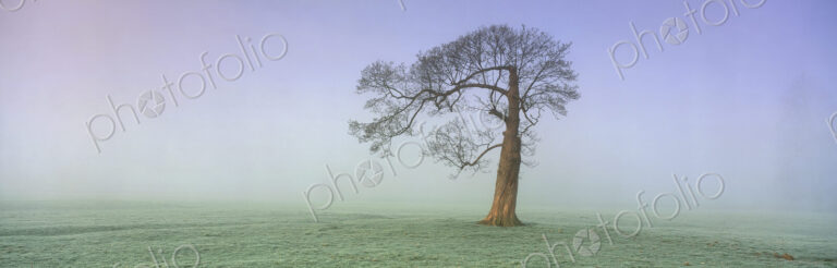 Misty landscape with single tree.