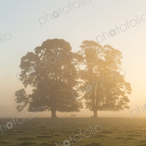 Misty landscape with two trees at sunrise.