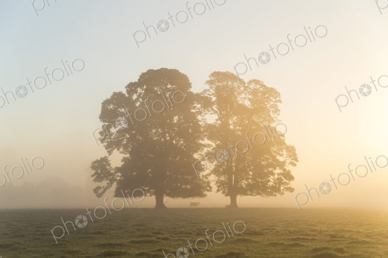 Misty landscape with two trees at sunrise.