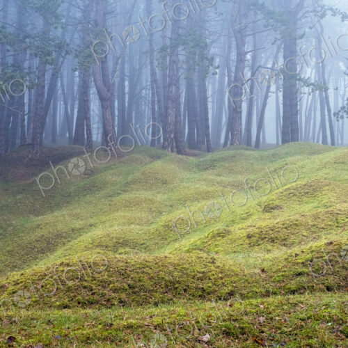 Misty woodland with grass mounds and trees in the background. Misty woodland with grass mounds and trees in the background.