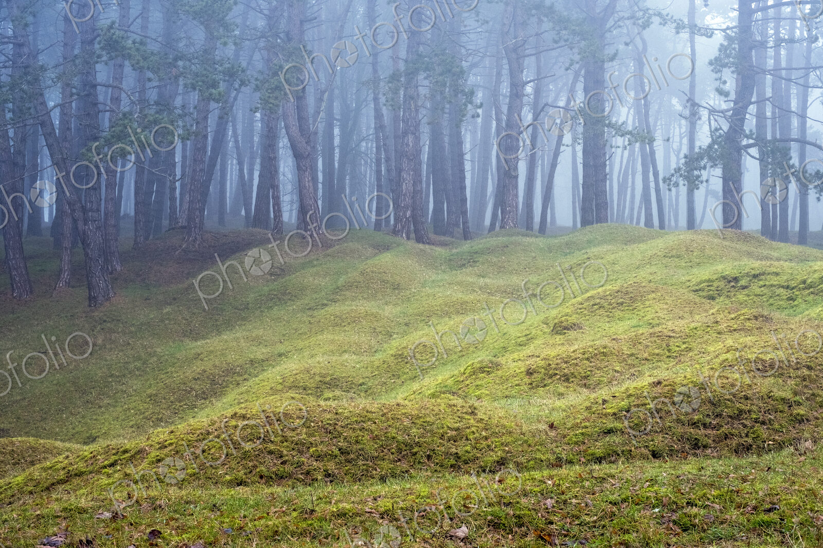 Misty woodland with grass mounds and trees in the background.
