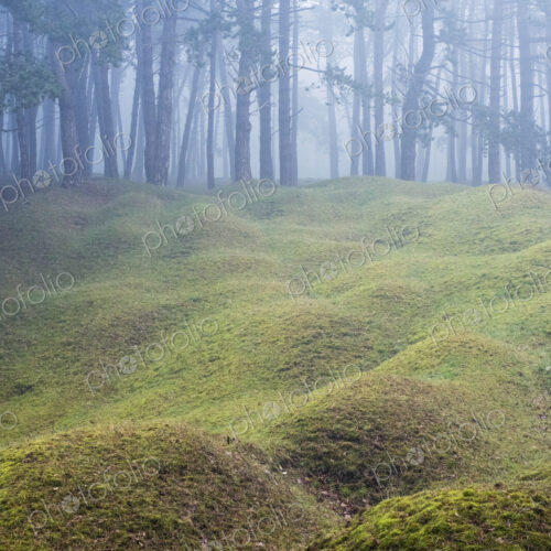 Misty woodland with grass mounds and trees in the background. Misty woodland with grass mounds and trees in the background.