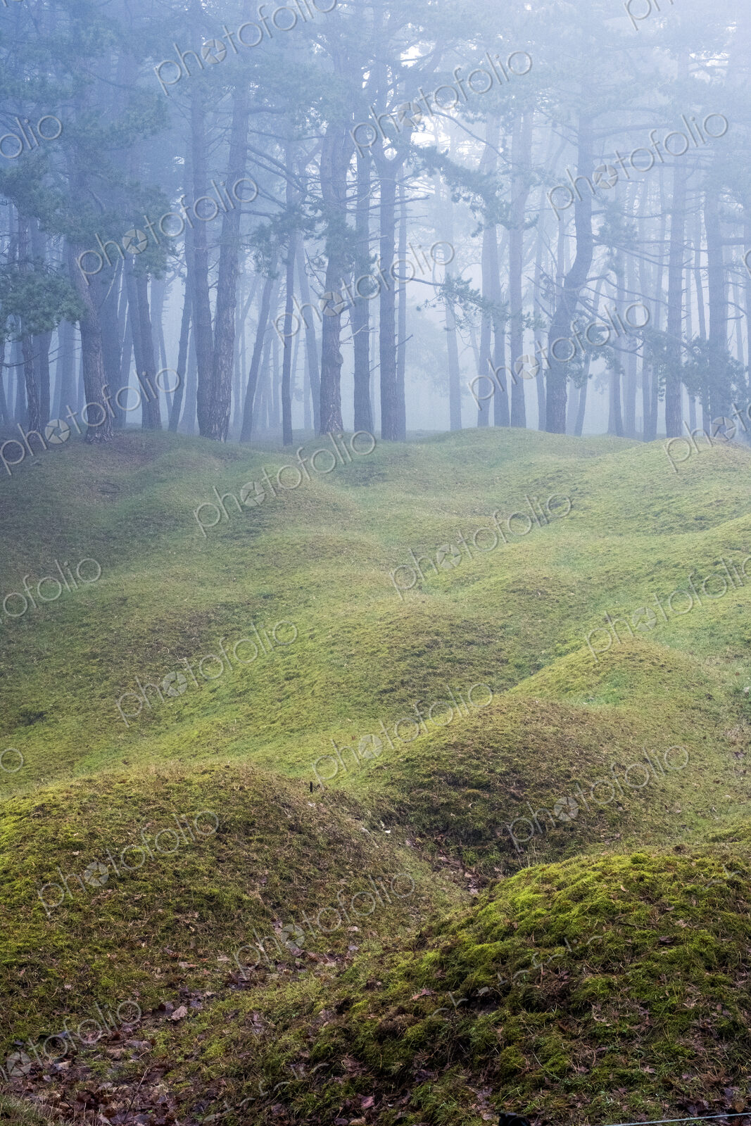Misty woodland with grass mounds and trees in the background.