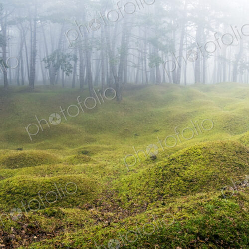 Misty woodland with grass mounds and trees in the background. Misty woodland with grass mounds and trees in the background.