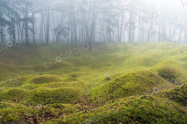 Misty woodland with grass mounds and trees in the background.