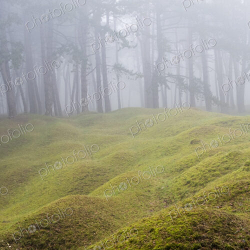 Misty woodland with grass mounds and trees in the background. Misty woodland with grass mounds and trees in the background.