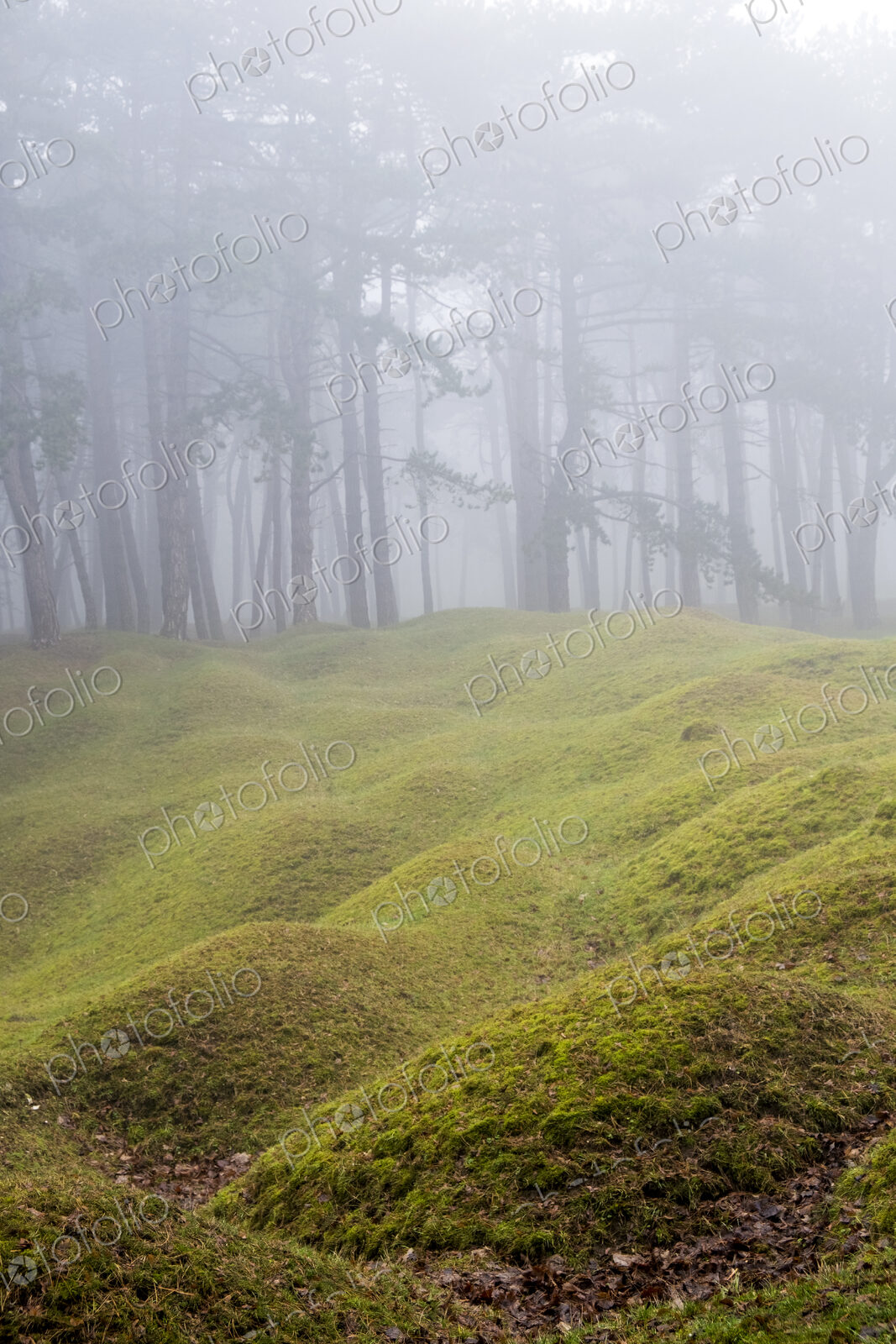 Misty woodland with grass mounds and trees in the background.