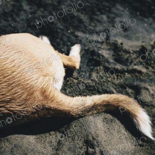 Mixed breed dog on beach, Discovery Park, Seattle Mixed breed dog on beach, Discovery Park, Seattle
