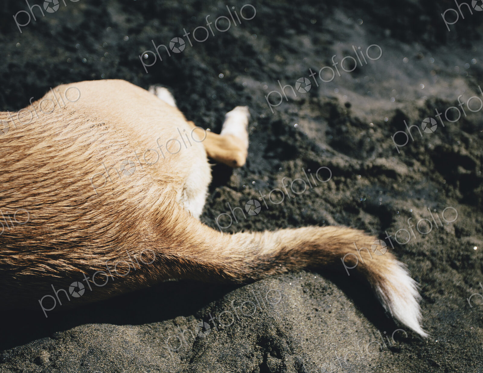 Mixed breed dog on beach, Discovery Park, Seattle