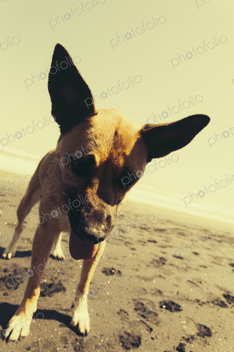 Mixed breed dog on beach, Discovery Park, Seattle
