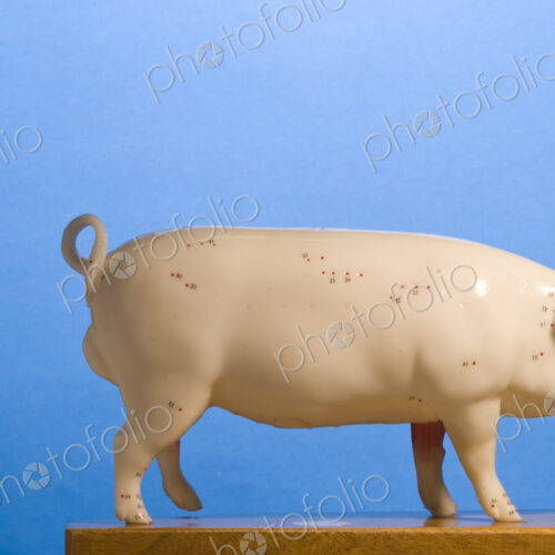 Model of a pig, side view, curly tail, blue background. Model of a pig, side view, curly tail, blue background.