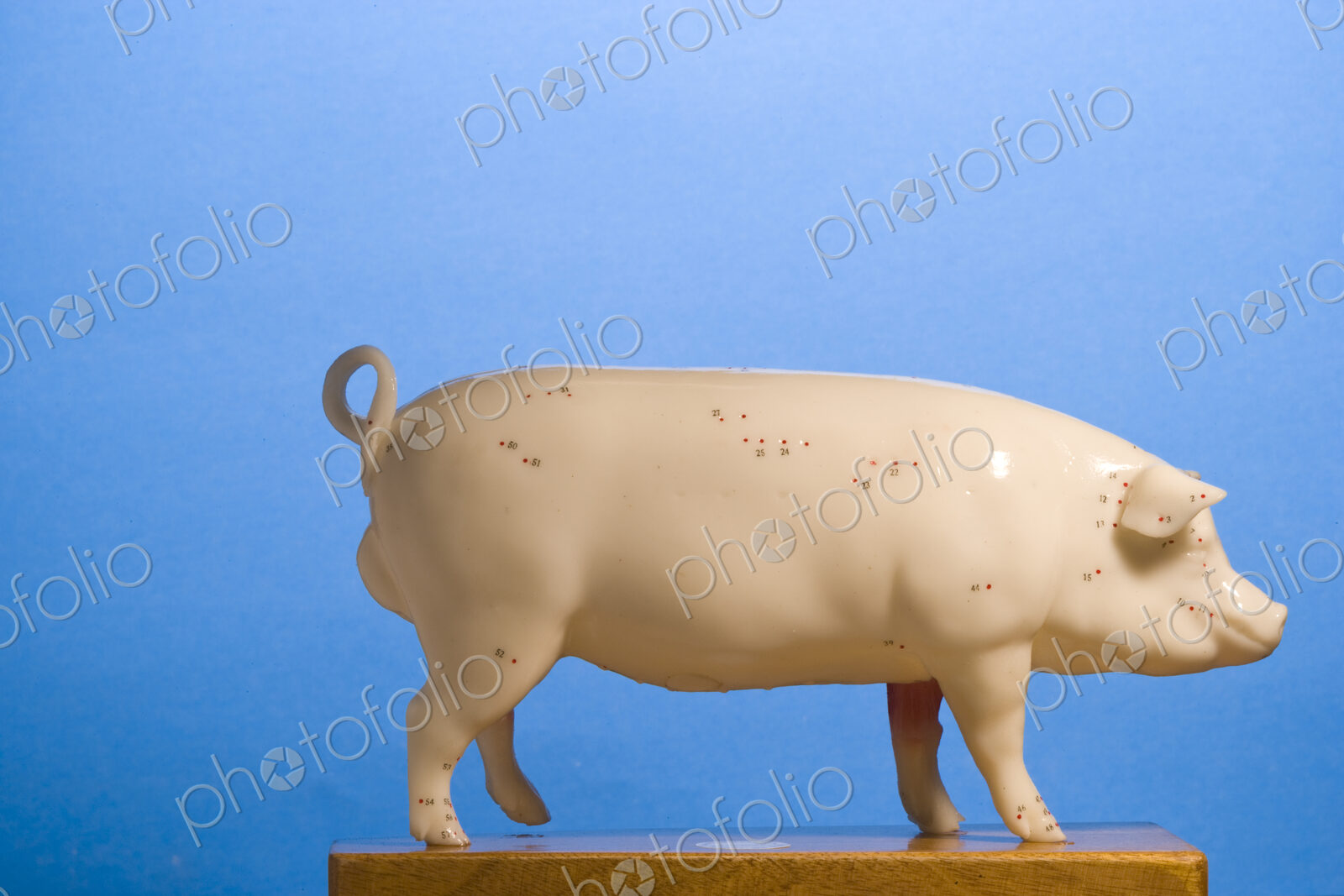 Model of a pig, side view, curly tail, blue background.