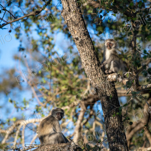 Monkey, Cercopithecidae, with a young one in their natural habitat.