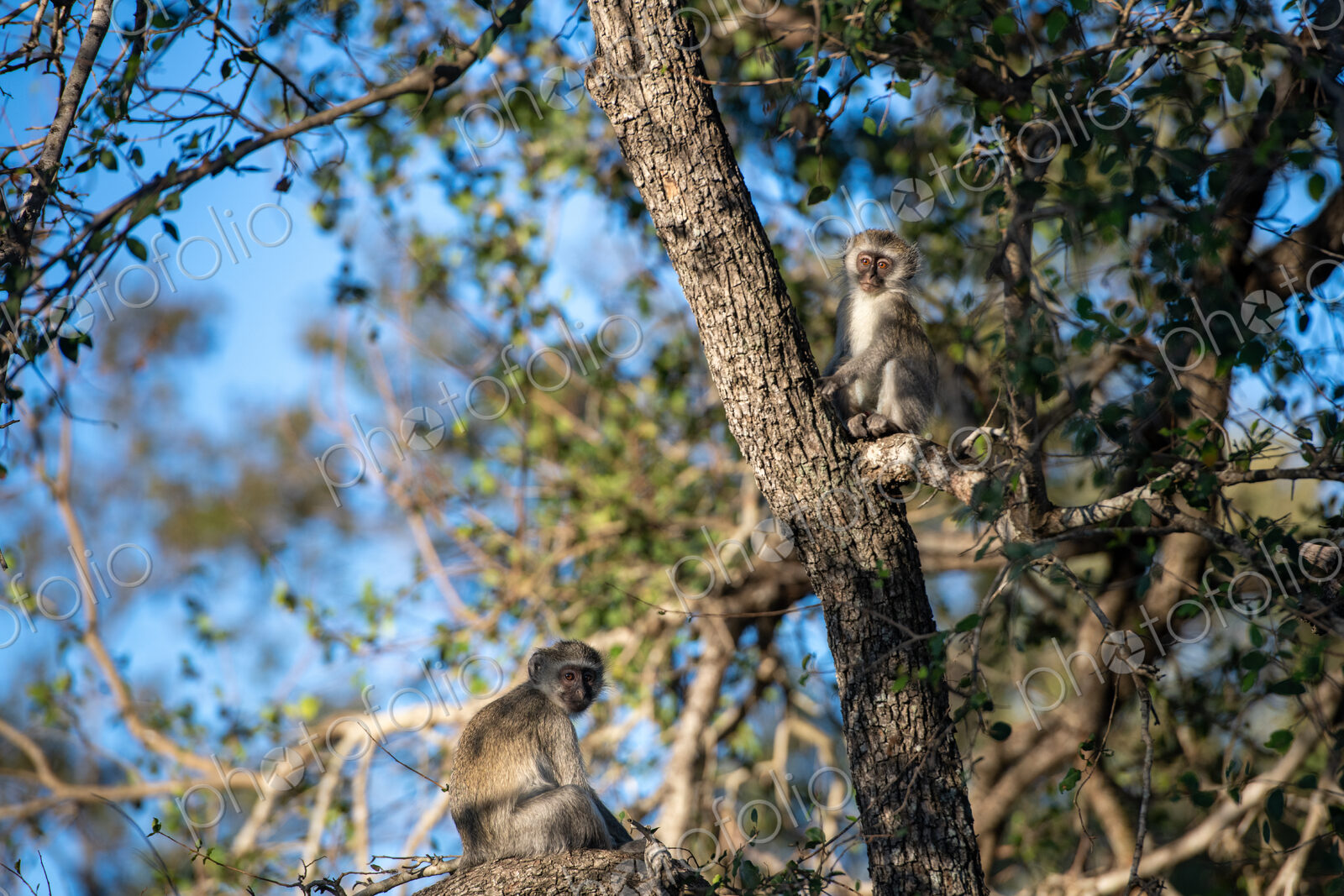 Monkey, Cercopithecidae, with a young one in their natural habitat.