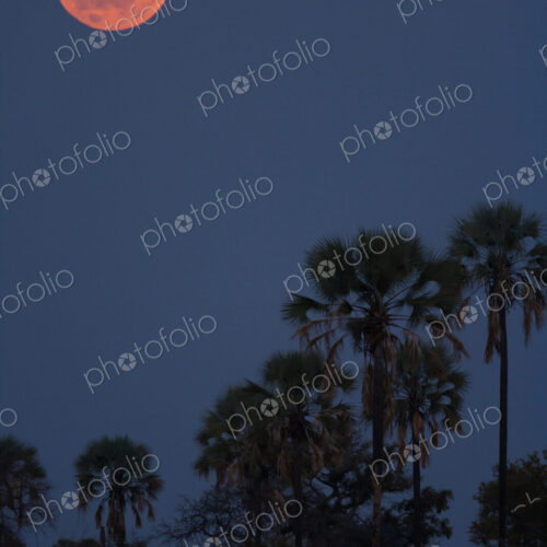 Moon over palms, Botswana Moon over palms, Botswana