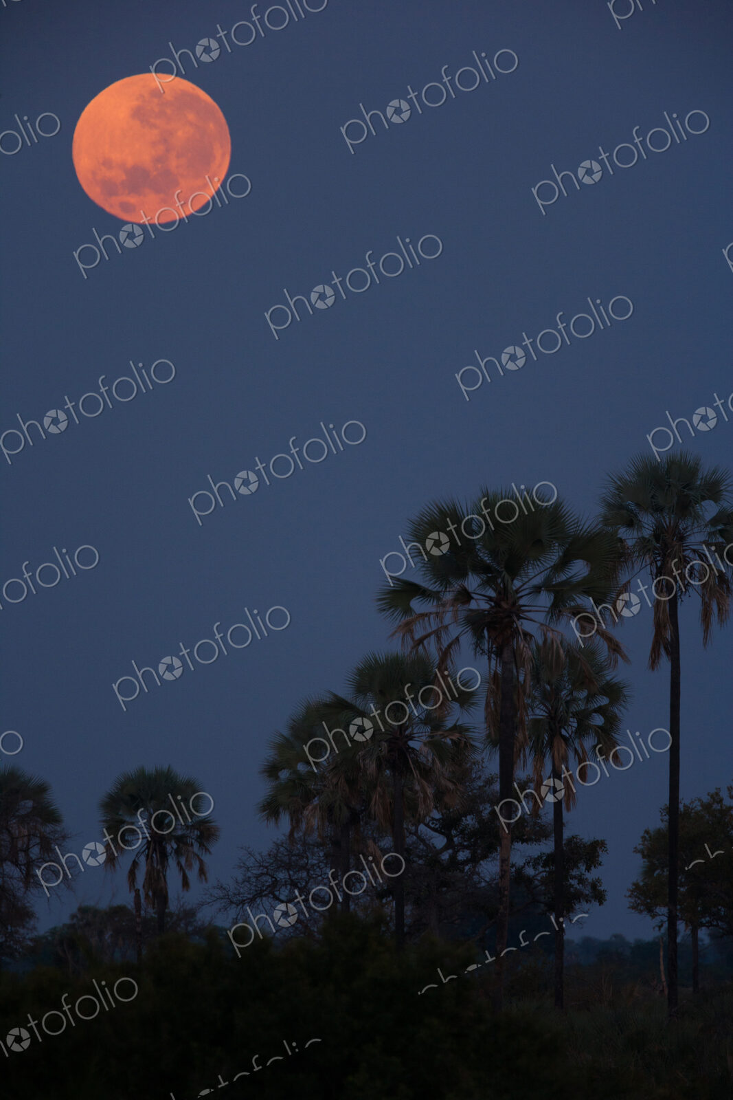 Moon over palms, Botswana