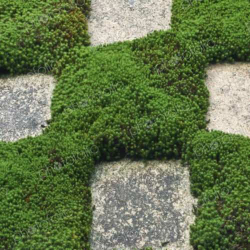 Moss and Stepping Stones Moss and Stepping Stones