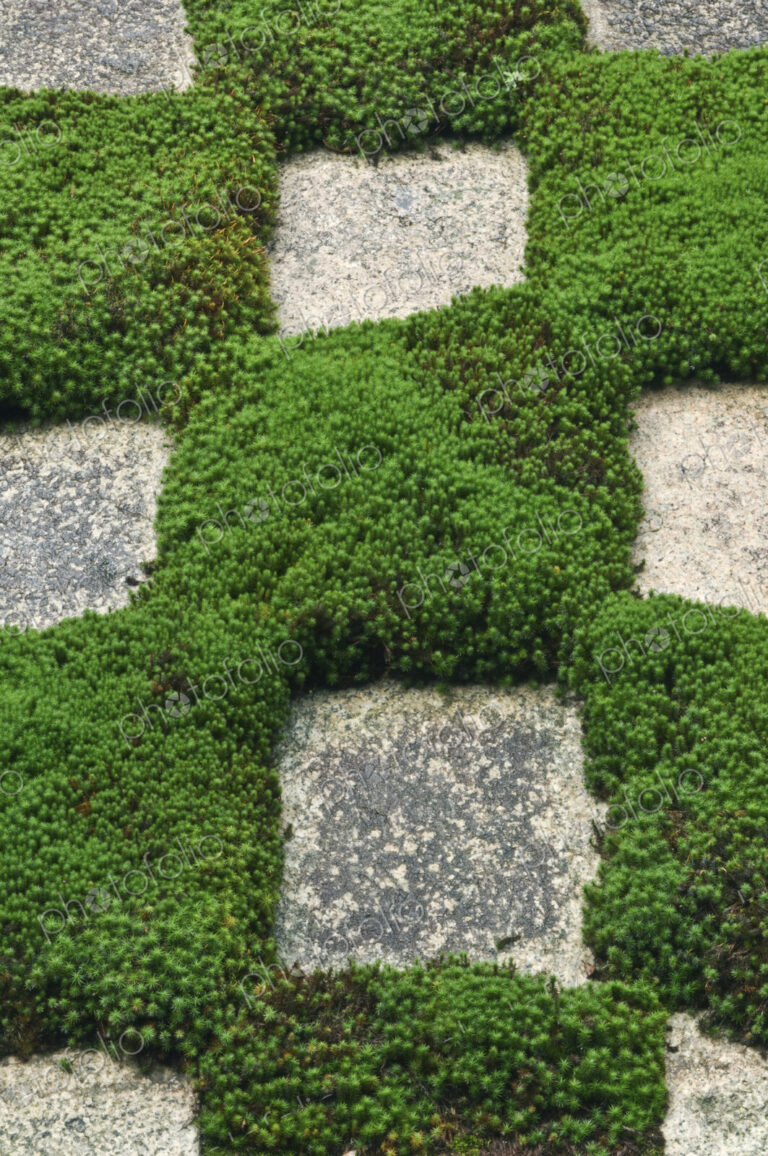 Moss and Stepping Stones