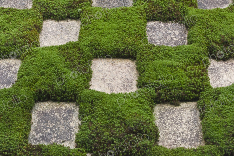 Moss and Stepping Stones