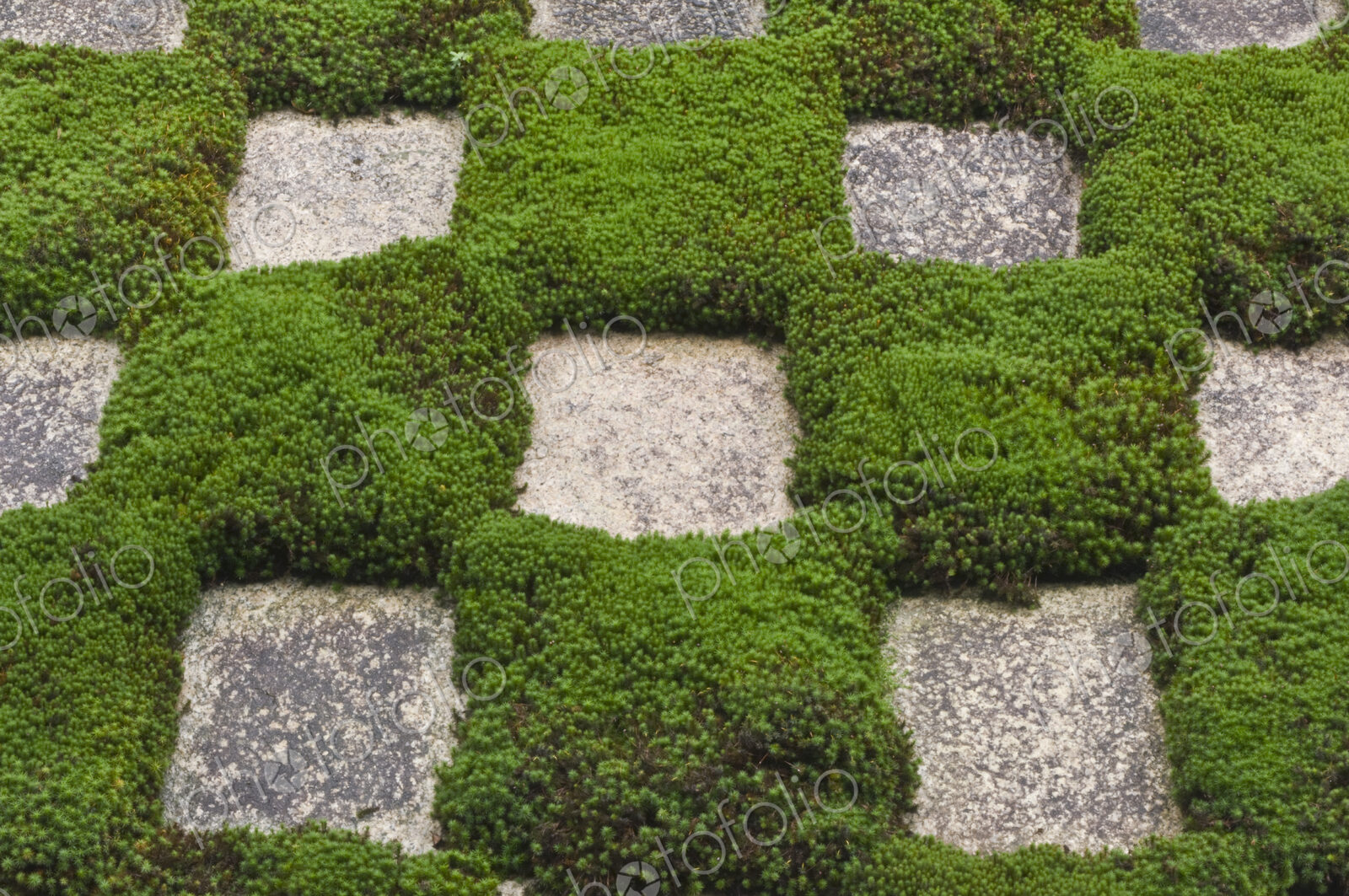 Moss and Stepping Stones