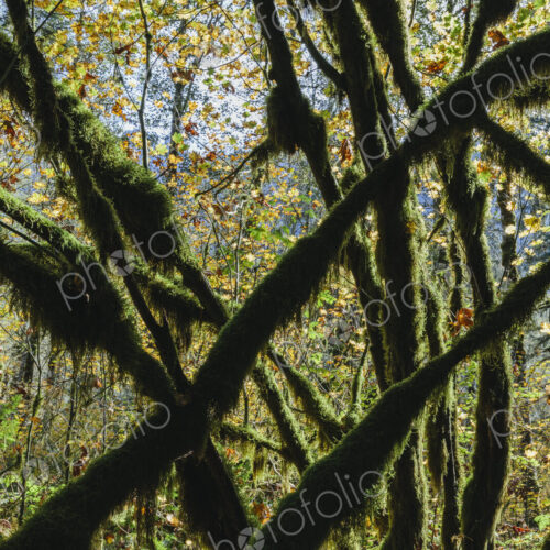 Moss covered Vine maple tree and lush temperate rainforest in autumn Moss covered Vine maple tree and lush temperate rainforest in autumn