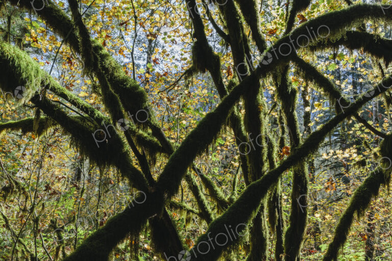 Moss covered Vine maple tree and lush temperate rainforest in autumn