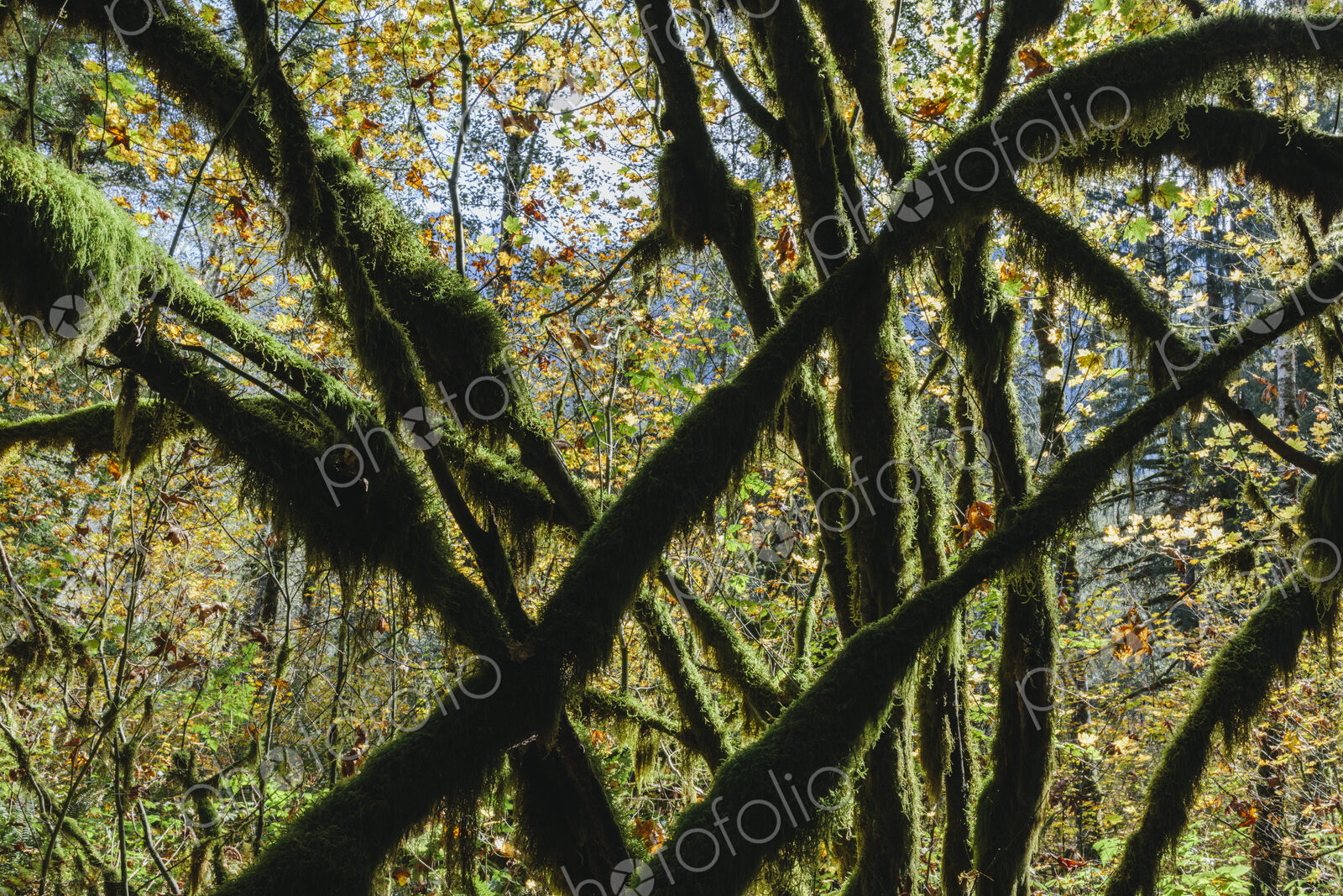 Moss covered Vine maple tree and lush temperate rainforest in autumn