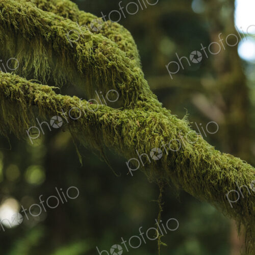 Moss covered branch, Olympic National Park, wA USA