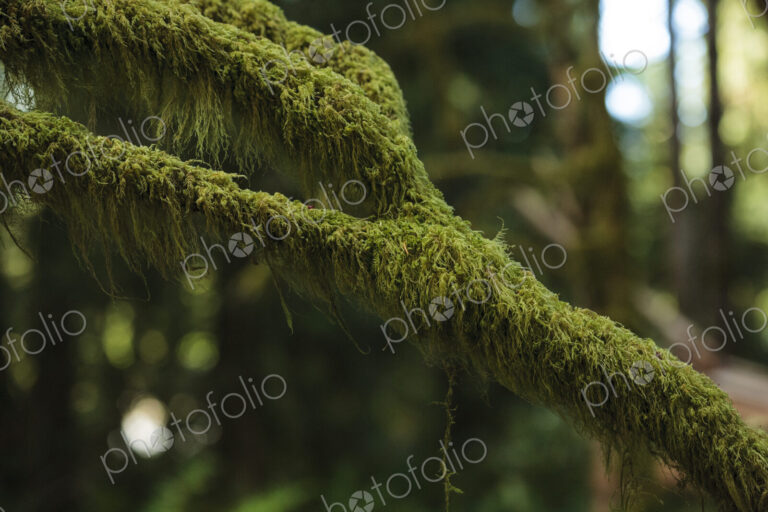 Moss covered branch, Olympic National Park, wA USA