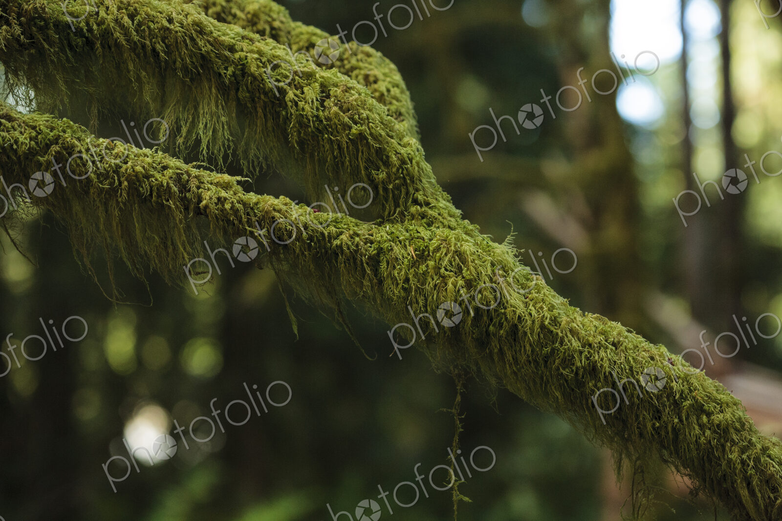 Moss covered branch, Olympic National Park, wA USA