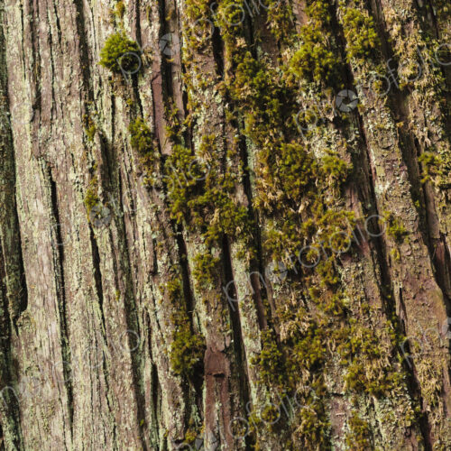 Moss covered red cedar bark, Lake Crescent, Olympic National Park.