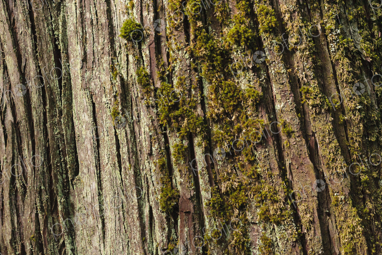 Moss covered red cedar bark, Lake Crescent, Olympic National Park.