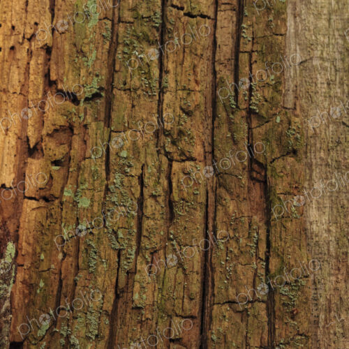 Moss covered red cedar bark, Lake Crescent, Olympic National Park, Port Angeles, WA USA