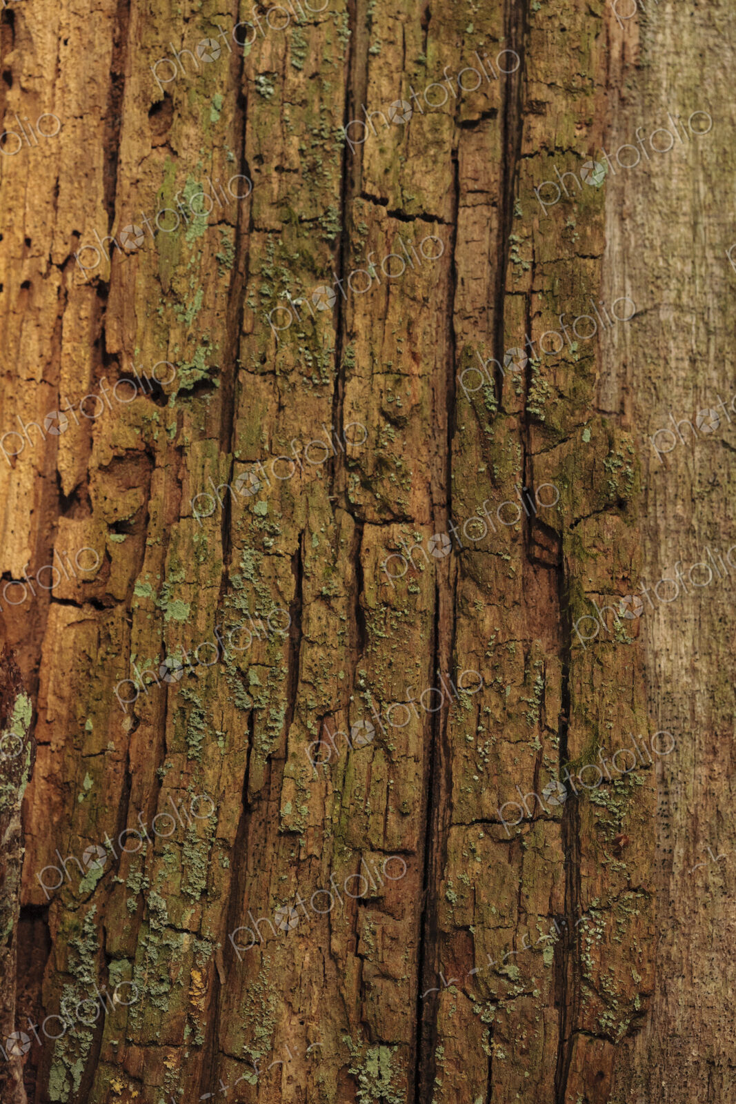 Moss covered red cedar bark, Lake Crescent, Olympic National Park, Port Angeles, WA USA