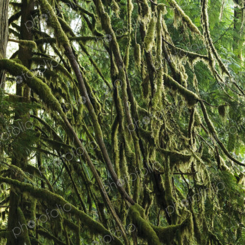 Moss covered red cedar branches, Lake Crescent, Olympic National Park Moss covered red cedar branches, Lake Crescent, Olympic National Park